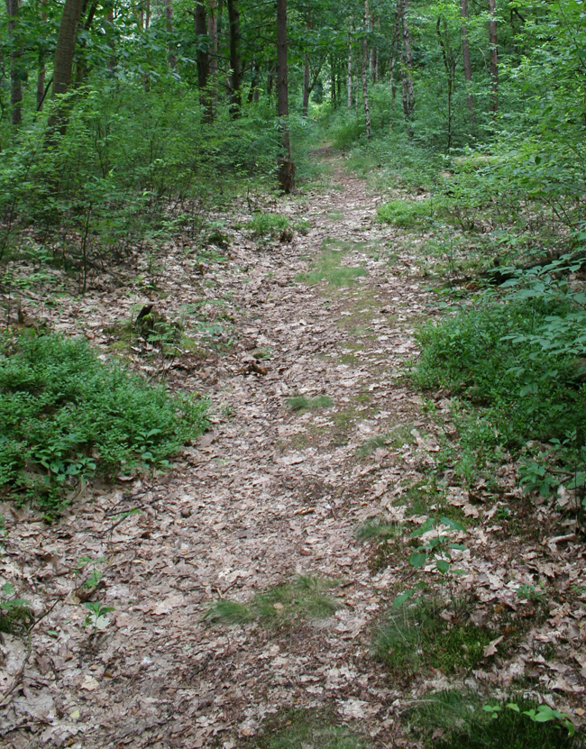 Camp Area