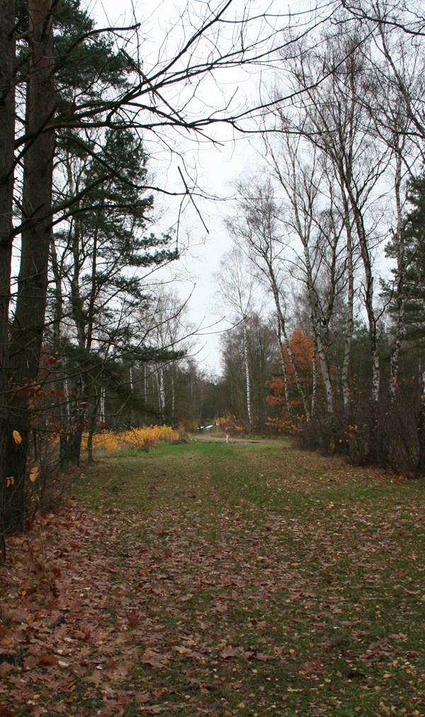 Camp Area